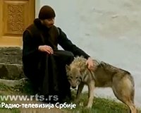 Сербская общественность просит Патриарха Иринея вернуть в монастырь Ковиль… волчицу