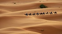 Отец Федор Конюхов проедет по Эфиопии на верблюдах
