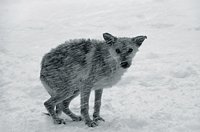 Прот. Александр Борисов вместе с известными деятелями науки и культуры подписал открытое письмо к президенту и премьеру против массового уничтожения бездомных животных в Москве
