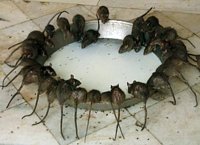 В Пакистане детей-микроцефалов вынуждают просить милостыню при суфийских святилищах