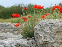 Американские археологи обнаружили во Флориде фундамент церкви XVII в.