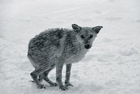 В Израиле суд раввинов приговорил к смерти через побивание камнями… собаку
