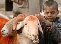 Власти Антверпена предложили мусульманам глушить баранов, перед тем как перерезать им горло