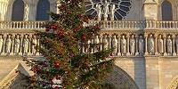 Перед собором Парижской Богоматери установили Рождественскую ель - подарок Москвы