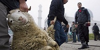 В Бельгии евреи и мусульмане протестуют против запрета ритуального забоя животных