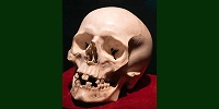 Проведен судебно-антропологический анализ знаменитого мраморного черепа работы Бернини