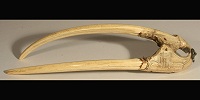 Археологи доказали, что жители Гренландии в XII веке торговали моржовой костью с Киевом