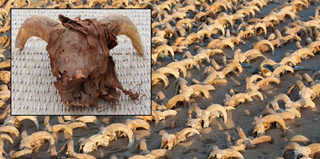 2000 мумифицированных бараньих голов найдены в храме в Египте