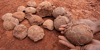 Каменные шары, которым поклонялись в одной из индийских деревень, оказались яйцами динозавров