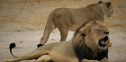 Индуистские радикалы в Индии требуют по суду рассадить пару львов в зоопарке из-за религиозной несовместимости