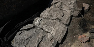 В центре Гданьска археологи обнаружили надгробие рыцаря XIII века